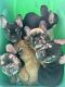 French Bulldog Puppies for sale in Miami, FL 33186, USA. price: $2,500
