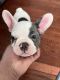 French Bulldog Puppies for sale in Tampa, FL 33629, USA. price: $1,000