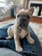 French Bulldog Puppies for sale in Princeville, IL 61559, USA. price: NA
