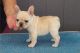 French Bulldog Puppies for sale in Zambales, Philippines. price: 20,000 PHP