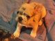 French Bulldog Puppies for sale in Columbus, GA, USA. price: $5,000