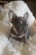 French Bulldog Puppies for sale in Canyon Lake, CA 92587, USA. price: $4,000