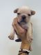 French Bulldog Puppies for sale in Kaysville, UT 84037, USA. price: $3,000
