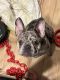 French Bulldog Puppies for sale in Colorado Springs, CO, USA. price: $1,800