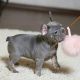 French Bulldog Puppies for sale in Beaufort, South Carolina. price: $550