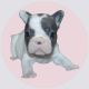 French Bulldog Puppies for sale in San Marcos, Texas. price: $8,500