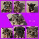 French Bulldog Puppies for sale in Powder Springs, GA, USA. price: $3,700