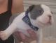 French Bulldog Puppies for sale in Fort Myers, FL, USA. price: $3,600