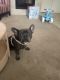 French Bulldog Puppies for sale in Henderson, Nevada. price: $2,500
