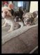 French Bulldog Puppies for sale in Reno, Nevada. price: NA