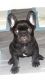 French Bulldog Puppies for sale in Las Vegas, Nevada. price: $1,500