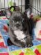French Bulldog Puppies for sale in Main St, Springfield, OR, USA. price: $5,500