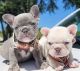 French Bulldog Puppies for sale in Birmingham, Alabama. price: $400