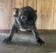 French Bulldog Puppies for sale in Jacksonville, TX 75766, USA. price: $400