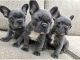 French Bulldog Puppies for sale in Washington DC, Washington. price: $800