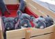 French Bulldog Puppies for sale in Boston, Massachusetts. price: $500