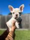 French Bulldog Puppies for sale in El Paso, Texas. price: $725