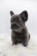 French Bulldog Puppies for sale in Charleston, South Carolina. price: $8,000