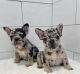 French Bulldog Puppies for sale in Birmingham, Alabama. price: $500