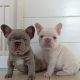 French Bulldog Puppies for sale in Central, South Carolina. price: $500