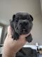 French Bulldog Puppies for sale in Puyallup, Washington. price: $5,000