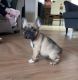 French Bulldog Puppies for sale in Columbia City, Oregon. price: NA
