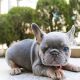French Bulldog Puppies for sale in Las Vegas, Nevada. price: $600