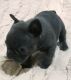 French Bulldog Puppies for sale in Alexandria, Alabama. price: $750