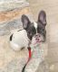 French Bulldog Puppies for sale in Brooklyn, New York. price: NA