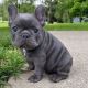 French Bulldog Puppies for sale in Kings Beach, California. price: $850
