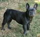 French Bulldog Puppies for sale in Main St, Springfield, OR, USA. price: $5,000