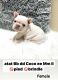 French Bulldog Puppies for sale in Katy, Texas. price: $4,000