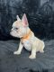 French Bulldog Puppies for sale in Denver, Colorado. price: $2,000