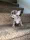 French Bulldog Puppies for sale in Sacramento, California. price: $2,500