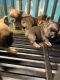 French Bulldog Puppies for sale in Alpharetta, Georgia. price: $20,000