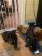 French Bulldog Puppies for sale in Los Angeles, California. price: $11,001,000