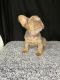 French Bulldog Puppies for sale in Moncks Corner, South Carolina. price: $4,000