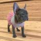 French Bulldog Puppies for sale in Albany, New York. price: NA
