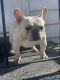 French Bulldog Puppies for sale in New York City, New York. price: $1,800
