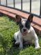 French Bulldog Puppies for sale in Santa Paula, California. price: $4,000