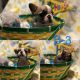 French Bulldog Puppies for sale in Nampa, ID, USA. price: $2,500