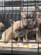 French Bulldog Puppies for sale in Torrance, CA, USA. price: $2,800