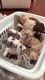 French Bulldog Puppies for sale in Conroe, Texas. price: NA