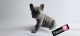 French Bulldog Puppies for sale in New Holland, Pennsylvania. price: $2,200
