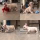 French Bulldog Puppies for sale in Nampa, ID, USA. price: $1,500