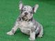 French Bulldog Puppies for sale in Brooklyn, New York. price: $1,900