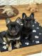 French Bulldog Puppies for sale in Forsyth, Georgia. price: NA