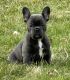 French Bulldog Puppies for sale in Catasauqua, Pennsylvania. price: $2,500