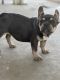 French Bulldog Puppies for sale in Fontana, CA 92335, USA. price: $1,200