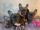 French Bulldog Puppies for sale in Moses Lake, Washington. price: $3,250